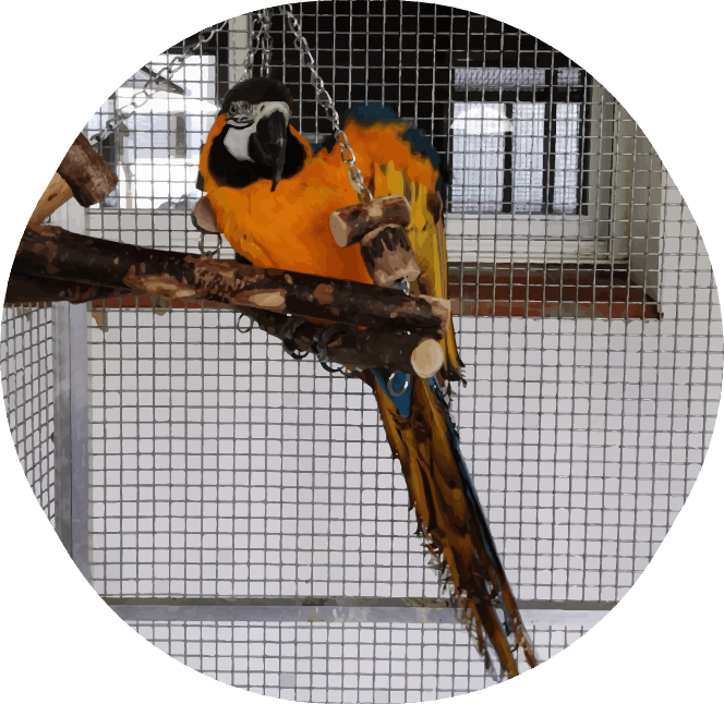 Photo du perroquet qui dit coucou de l'aile dans sa cage à oiseau