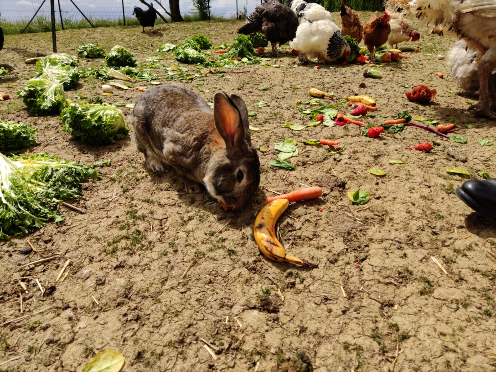 Lapin de la basse-cour qui savoure sa banane au grand air