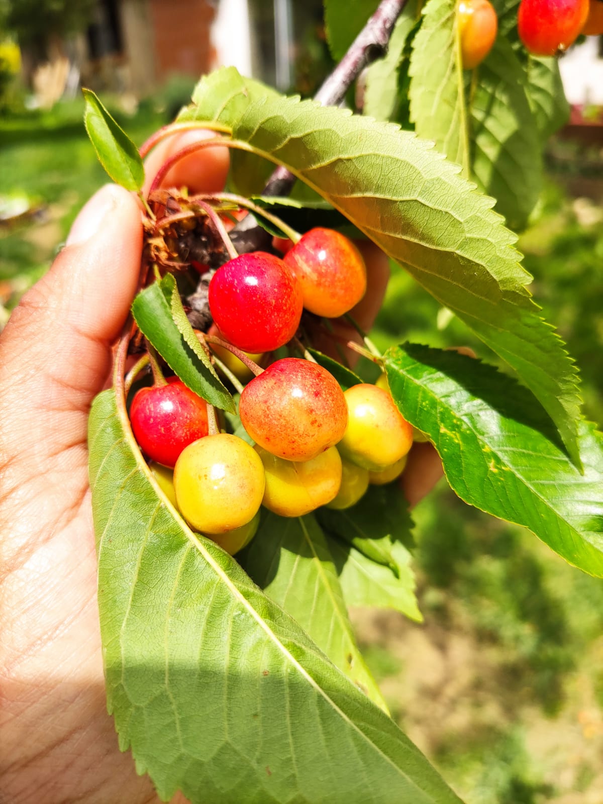 Des cerises de la ferme dans la main