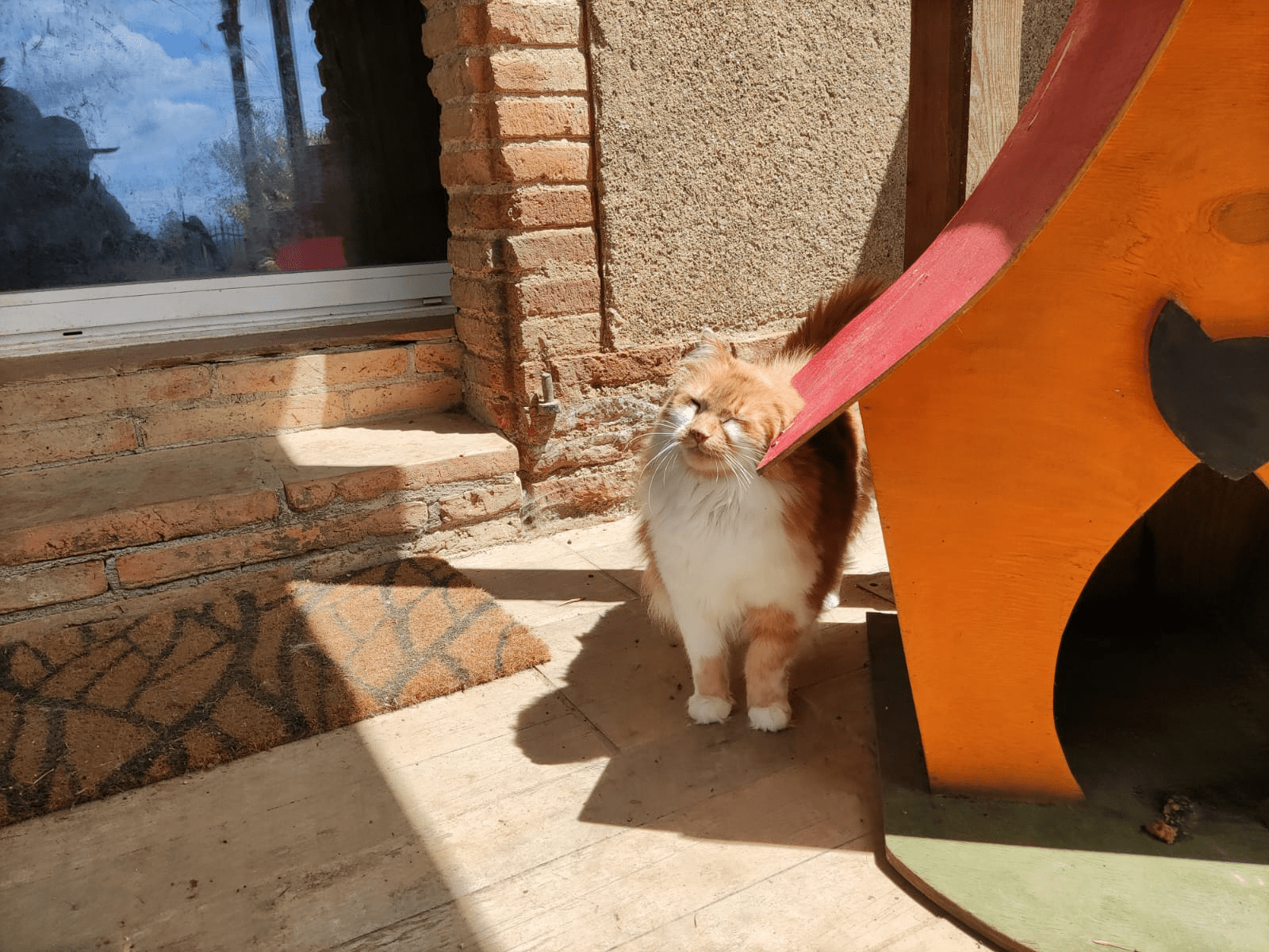 Un chat de la ferme qui se frotte à une niche de chien