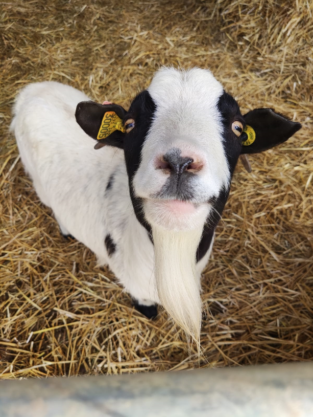 Une jeune chèvre noire et blanche prise en photo de haut