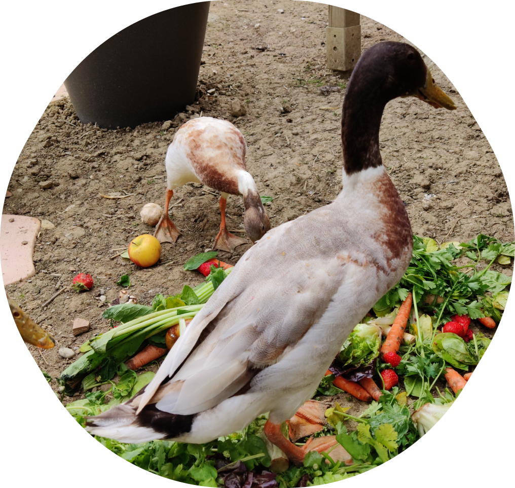 canard qui mange avec un coureur indien qui est une autre race de canard