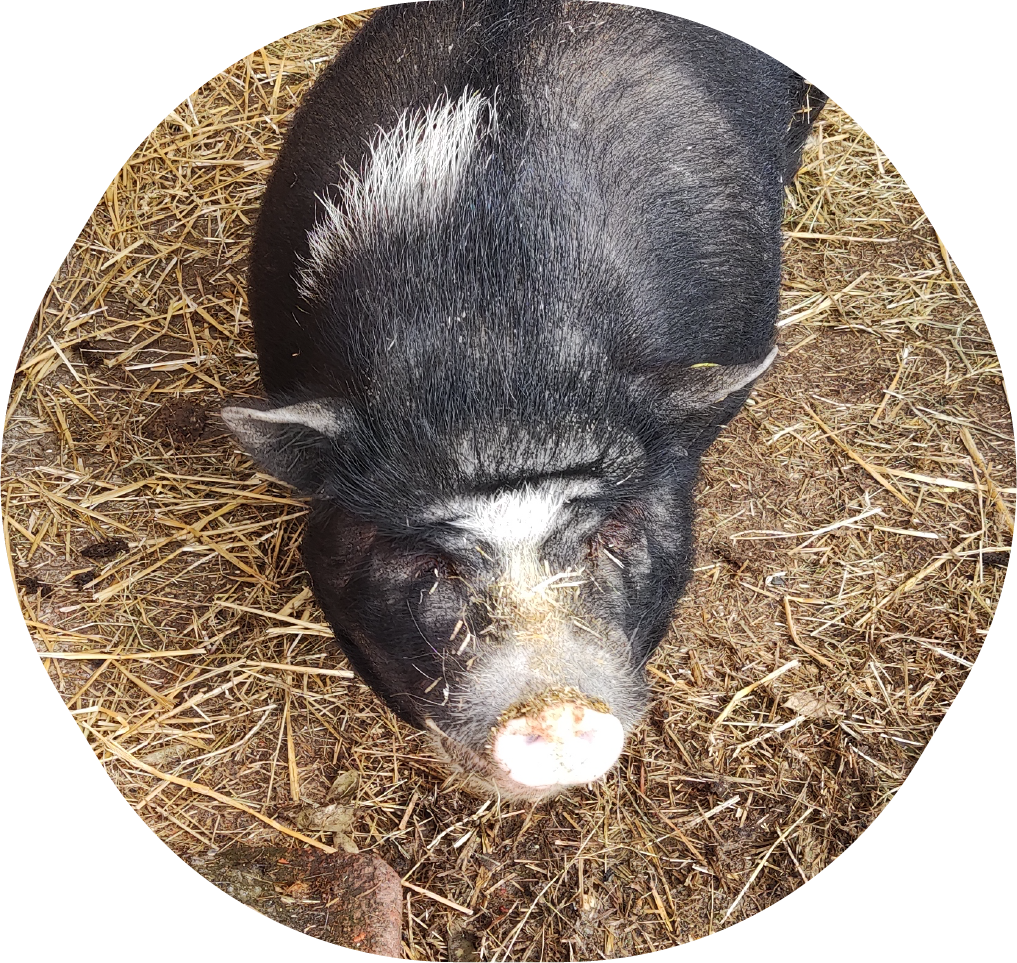 Un cochon noir et rose vue de haut