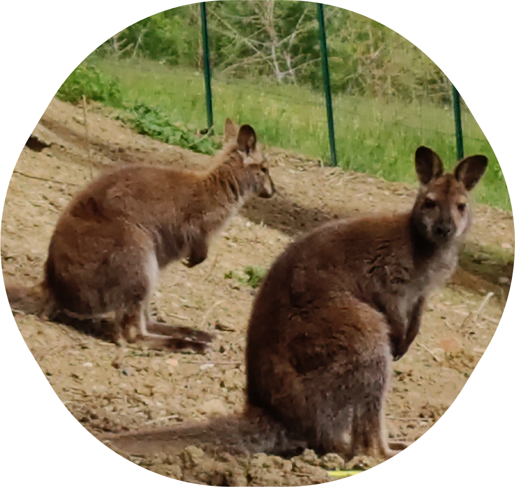 Deux wallabies dans l'enclos de la basse cours